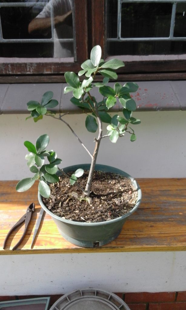 This ficus tree is about to get cut down to size.