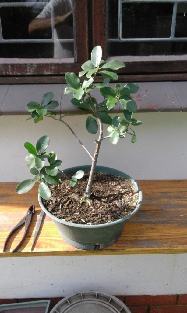 This ficus tree has a very straight boring trunk and will never make a good bonsai.
