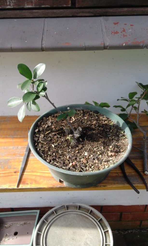 The main trunk has been removed of this ficus bonsai-to-be.