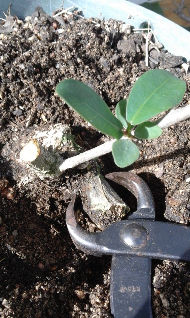 Cleaning the stump of a ficus bonsai.