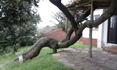 This Milkwood tree trunk is good inspiration for bonsai growers. 