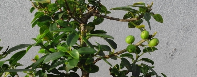 Ficus Bonsai With Fruit