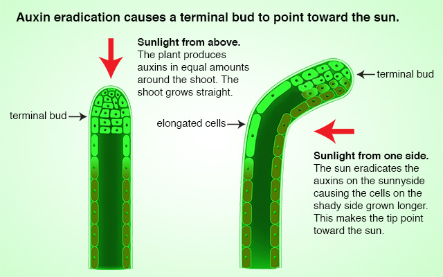 Auxin eradication causes a terminal bud to point toward the light.
