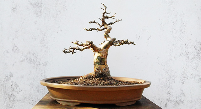 Commiphora Harveyi bonsai without foliage showing the essence of style. 