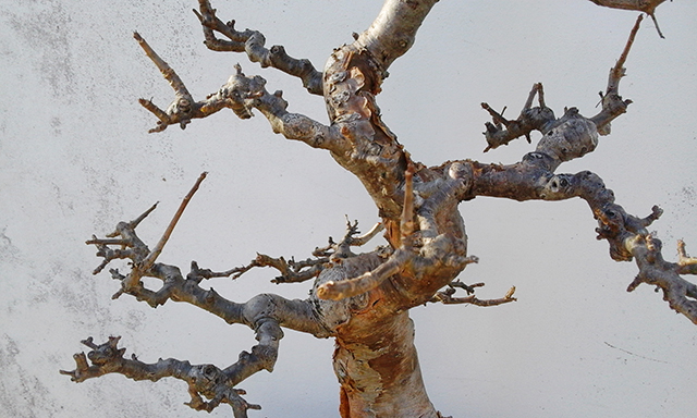 A Commiphora Harveyi bonsai tree is awaiting its winter trim to remove some bad branches.