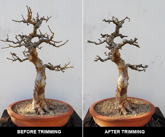 Removing bad branches from a Commiphora Harveyi bonsai tree during winter. 