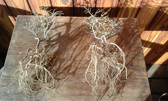 Bonsai trees removed from growing pot with roots exposed.