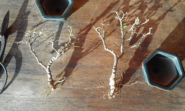 Roots and branches trimmed.