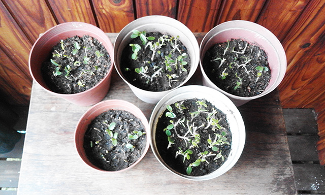 Five small pots showing almost a hundred little cuttings.