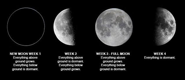 The four main moon phases are very relevant when planting and working in the garden.