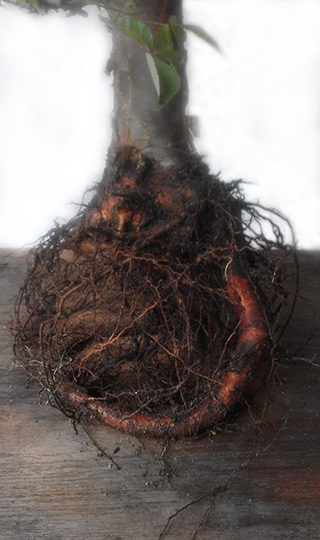 This is a close-up view of the root structure of my commiphora harveyi.