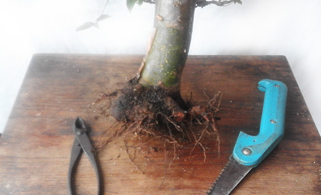 The roots have now been pruned.