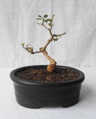 The ficus bonsai after potting
